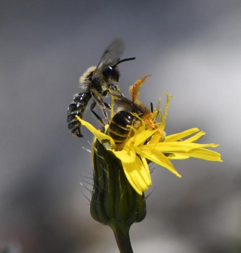 Andrena divers